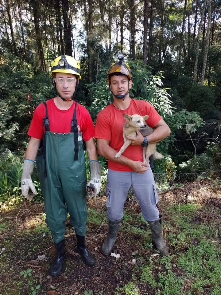 Bombeiros resgatam cão preso em uma vala em área de mata, em Itaiópolis